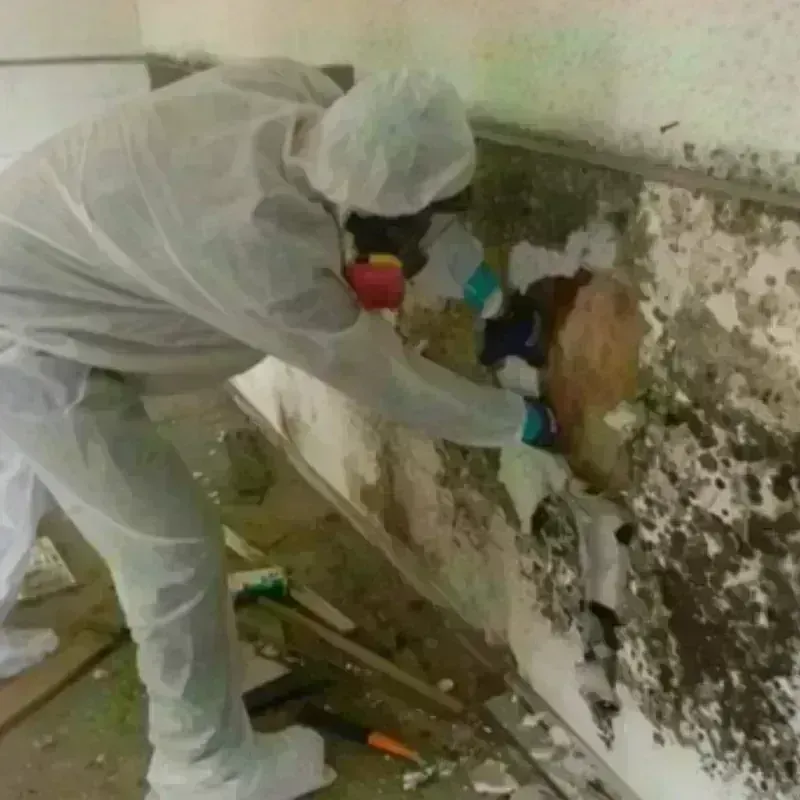 Mold Remediation and Removal in Cleveland, AL